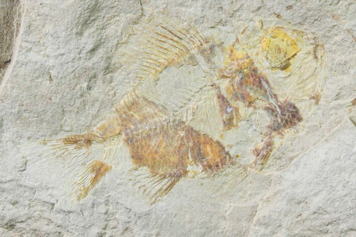 Cretaceous Fossil Fish (Stichocentrus) - Lebanon #162736